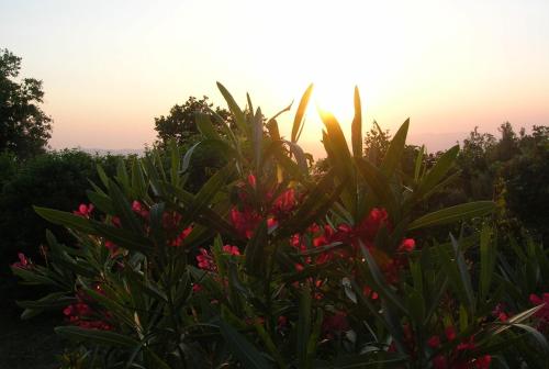 卡斯泰利纳马里蒂马Wohnung Grecale In Castellina Marittima的落日前有粉红色花的植物