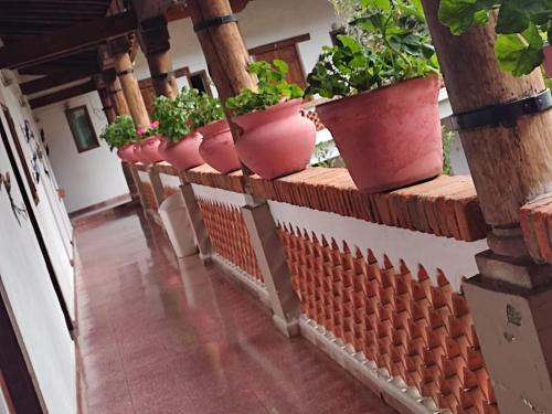 a row of potted plants on a wall at Calli Yoloiztac in Cedro