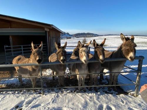 Eine Gruppe Esel steht im Schnee in der Unterkunft Bauernhof Sal in Bütschwil