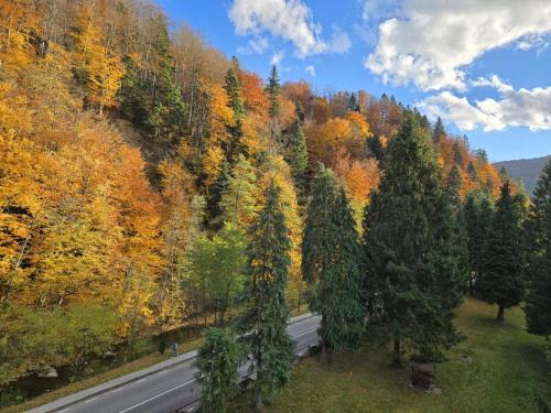 an aerial view of a road in the middle of a forest at Montana Inn Slănic Moldova in Slănic-Moldova