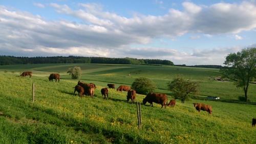 un troupeau de vaches paissant dans un champ dans l'établissement Schöne Ferienwohnung In Oberwaldbach, à Burtenbach