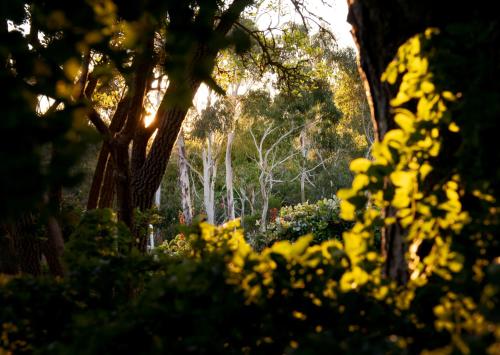 Κήπος έξω από το Delphi, Adelaide Hills Garden BnB