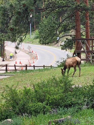 a deer eating grass on the side of a road at Cabin 4- One Bedroom cabin- RMNP in Estes Park