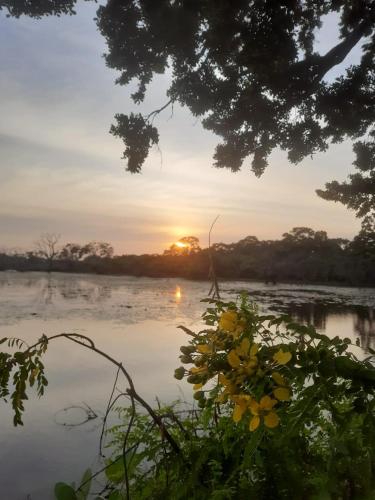 una puesta de sol sobre un cuerpo de agua con flores amarillas en Yala Wild House, en Yala
