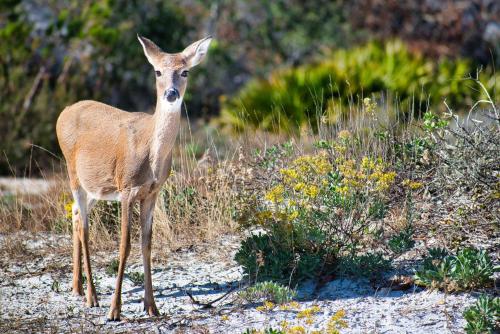 a deer is standing in a field at GA181: 181 Glen Abbey in Kiawah Island