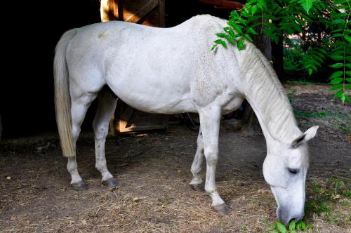 a white horse eating some grass in the dirt at Le Macine Relais in Cairo Montenotte