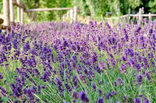 a field of purple flowers in a garden at Le Macine Relais in Cairo Montenotte