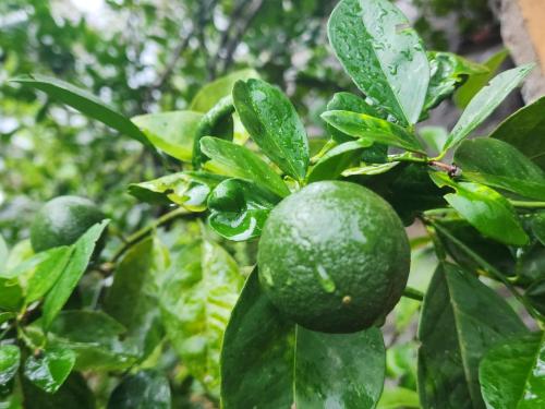 达瓦拉维Cinnamon Grove的一棵挂着青柠的树，树叶茂盛。