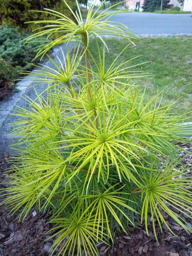 a small palm tree in a garden at Hotel & Pension Aßmann in Hochkirch