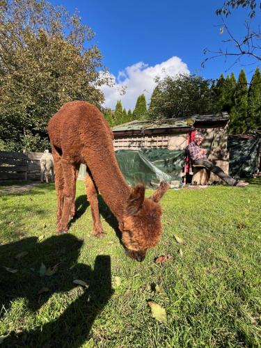 a dog and a chicken eating grass in a field at Rottal-AlpakaLodge Zeit zu Zweit im Grünen in Abtsgmünd