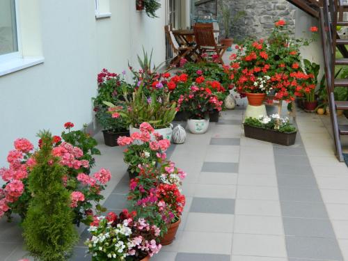 a greenhouse filled with lots of flowers in pots at Casa Anette in Sovata