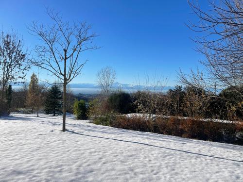 a tree in the snow on a snow covered field at CA' SAN LUISS in Cerretto Langhe
