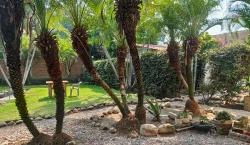 a group of palm trees in a garden at Lago24 Habitaciones in Cocoyoc
