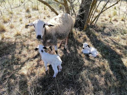 Animaux dans la maison de vacances ou à proximité