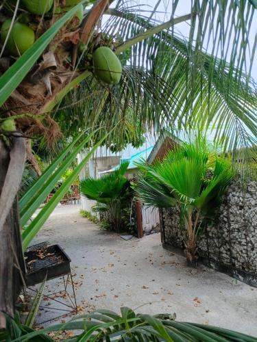 a greenhouse with a bunch of plants and a palm tree at Tripo Dhiffushi Villa in Dhiffushi