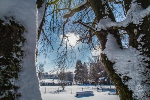 a tree covered in snow next to a park at Domaine Des Hautes Fagnes in Ovifat