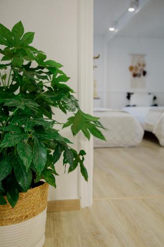 a potted plant in a room with a bedroom at IRIS Boutique Rooms in Korinthos