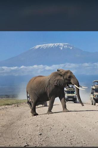 an elephant crossing a road with a mountain in the background at Escape Haven Mara in Masai Mara