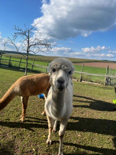 a dog and a sheep standing in a field at Rottal-AlpakaLodge Zeit zu Zweit im Grünen in Abtsgmünd