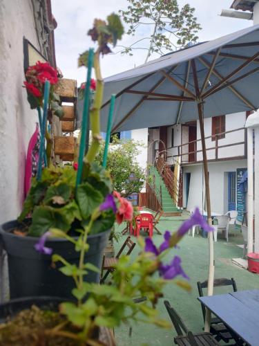 una planta en una olla en un patio con una sombrilla en Pousada Dádiva cantinho Dàlia poucos passos do Pontal e Centro, en Paraty