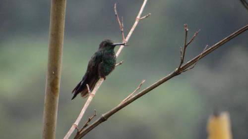 a hummingbird perched on a tree branch at Glamping El Establo in San Francisco