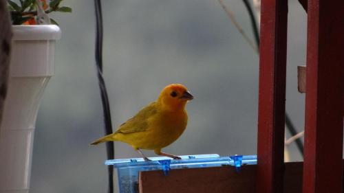 a yellow bird sitting on a blue stand at Glamping El Establo in San Francisco