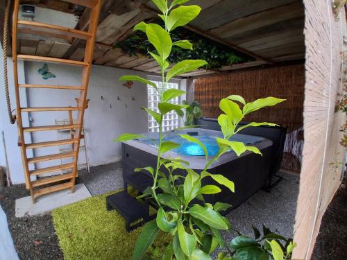 une chambre avec un lit, une échelle et une plante dans l'établissement Gîte, jacuzzi & vin au grenier de Madiran, à Madiran
