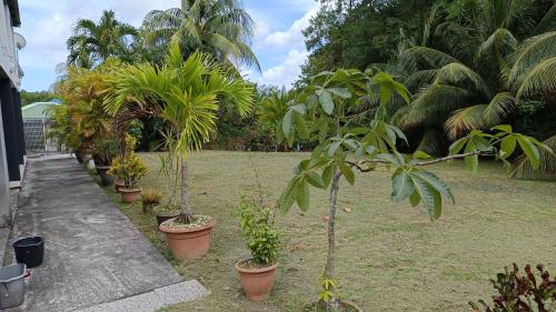 a row of palm trees in pots in a yard at JONA APT in Le Lamentin