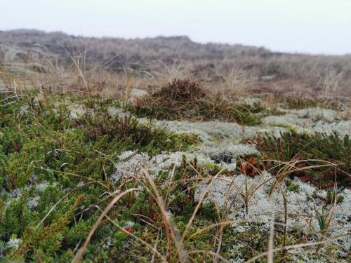 un champ d'herbe et de plantes avec de la neige dans l'établissement Fjord View Retreat - By Traum Ferienwohnungen, à Falen