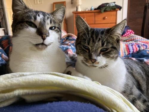 Ospiti di Klipstroom Farmstay Bed and Breakfast - Explore or relax! con animali domestici