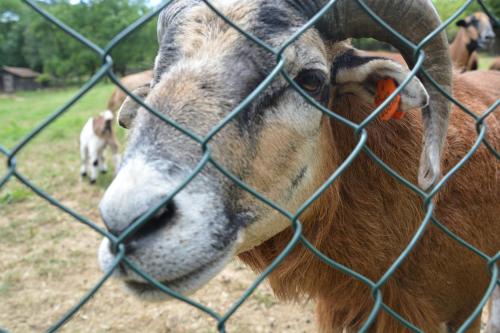 a goat behind a fence looking through a fence at Areal Hradišek in Klobouky u Brna