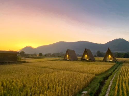 a group of tents in a field at sunset at Khao Kiang Na เขา เคียง นา in Ban Muang Kut