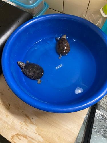 Φωτογραφία από το άλμπουμ του LAKE FOREST hug pug σε Yamanakako