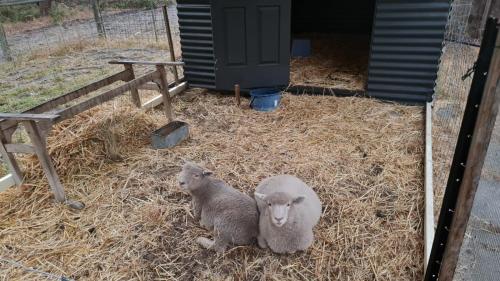 Fotografie z fotogalerie ubytování R&R Roo & Rest v destinaci Singleton