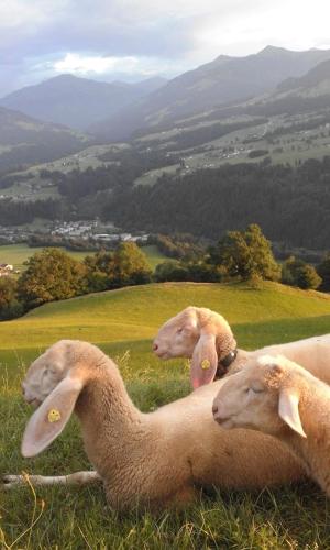 three sheep laying in the grass in a field at Haus Hofbichl in Itter