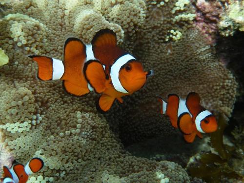 a group of orange and white fish in the ocean at NoaNoa Private Island in Taytay