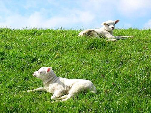deux agneaux pondant dans l’herbe sur une colline dans l'établissement Pretty Holiday Home in De Koog Texel with Garden, à Westermient