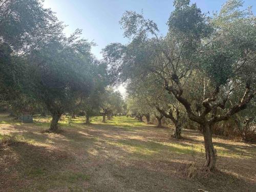 Κήπος έξω από το Ilektras Haus