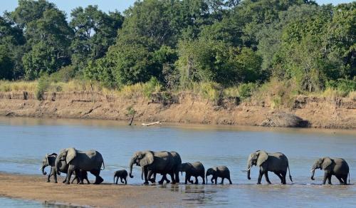 Φωτογραφία από το άλμπουμ του Elephant Crossing Safari Bushcamp σε Chiawa