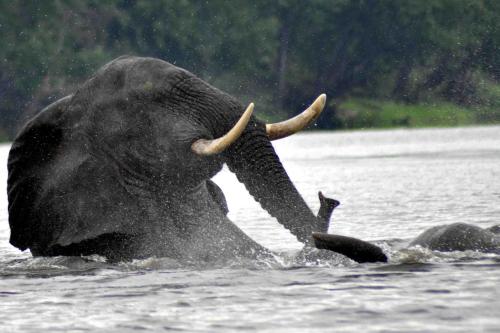 Φωτογραφία από το άλμπουμ του Elephant Crossing Safari Bushcamp σε Chiawa