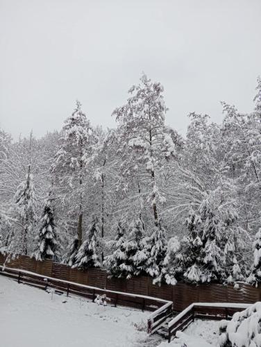 a group of trees covered in snow at Salis Resort in Wieliczka