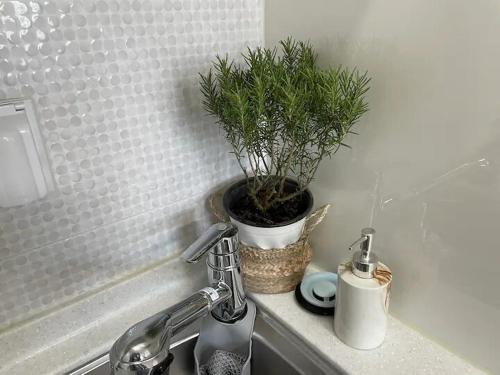 アンサンにあるHigh City view Room with Netflixの鉢植え