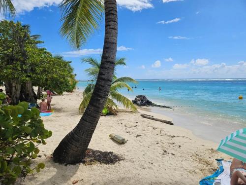 サンタンヌにあるAppartement spacieux avec vue sur mer à Sainte-Anneの海に面したビーチのヤシの木