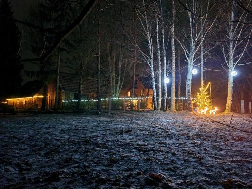 a christmas tree in the middle of a field at night at Namiņš Brīviņi in Jaunjelgava