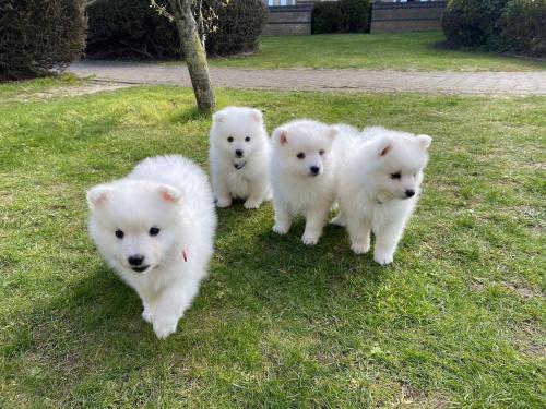 Et eller flere kæledyr der bor med gæster på Flat 5 Stars Praia da Rocha Portimão