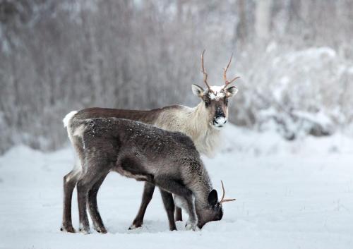 dois antílopes em pé, um ao lado do outro, na neve. em Raanu Apartments em Raanujärvi