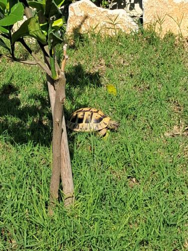 Κήπος έξω από το Villa Nicole