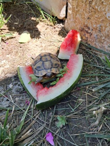 Άλλα ζώα σε αυτή η βίλα ή στη γύρω περιοχή