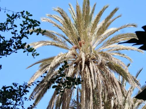 a palm tree against a blue sky at Garden view double room in Agadir