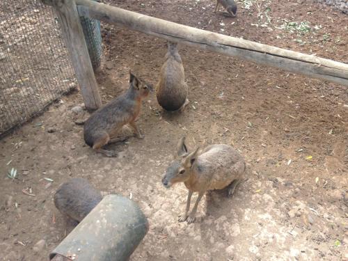 a group of animals standing in the dirt at Apartamento Turistico Cigüeña de Arguedas in Arguedas